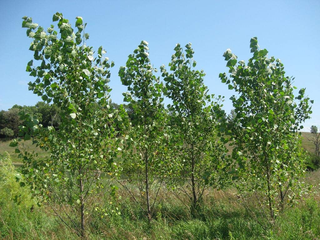 CZ GRAIN 10 Fast Growing Trees - 10 Hybrid Poplar Tree Cuttings - Fast Growing Shade or Privacy Trees - Very Attractive and Good for The Enviornment