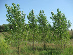CZ GRAIN 10 Fast Growing Trees - 10 Hybrid Poplar Tree Cuttings - Fast Growing Shade or Privacy Trees - Very Attractive and Good for The Enviornment