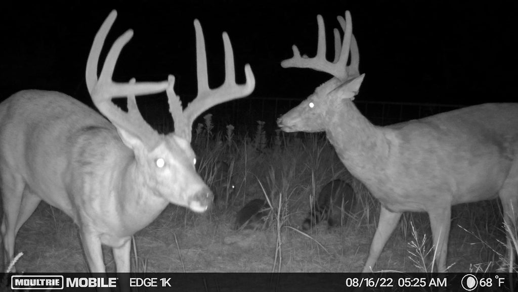 Moultrie Edge Cellular Trail Camera - Auto Connect - Nationwide Coverage - HD Video-Audio - Built in Memory - Cloud Storage - 80 ft Low Glow IR LED Flash