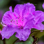 Azalea Japonica Orange |Colourful Evergreen Outdoor Garden Shrub Plant in 2L Pot