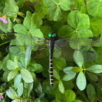 WRSFXV 2026 New 40 Pcs Dragon Fly Clips for Bugs Repellent, 3D Artificial Dragonfly Hat Clip, Dragonfly Garden Decor (10PCS)