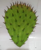 12 Oz FRESH Tortoise Turtle Iguana Reptile SUPER FOOD Spineless Opuntia Prickly Pear Cactus