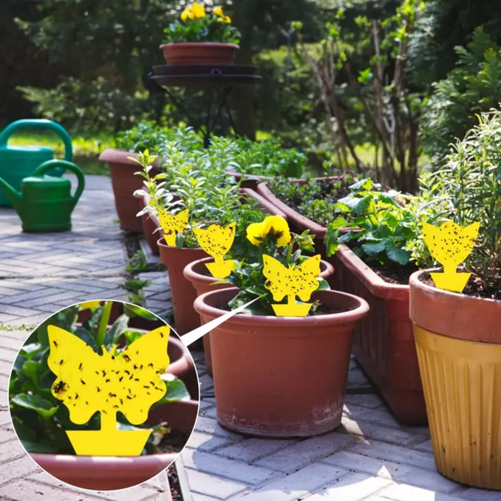 Springco Fruit Fly Traps Gnat Yellow Sticky Traps 40 Pack Sticky Traps for Indoor/Outdoor House Plants Flower Fungus Traps Insect Fungus Gnats,Flies,Pest Insect Catcher Killer (35（35+4+1） 40pack)