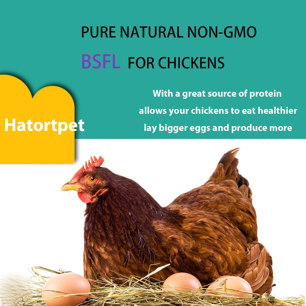 hatortpet Dried Black Soldier Fly Larvae 10LB-Pure Natural Non-GMO BSF Larvae for Chickens-More Calcium Than Mealworms High-Protein Chickens Treats for Layer Hens Wild Birds Ducks