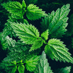 Organic Stinging Nettle Plant, Urtica dioica - Live Plant in 3" Pot - Survival Food, Nutritious HERB