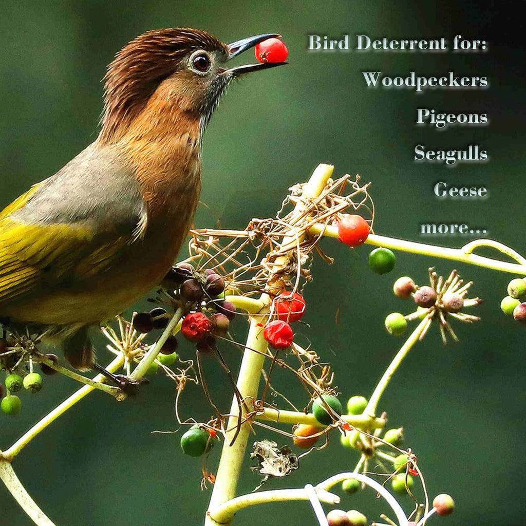 Holographic Reflective Bird Scare Discs for Woodpeckers and Pigeons, Bird Reflectors Scarer, Keep Birds Away, 24 Round Disks
