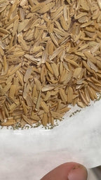 Green Lacewing Eggs - 10,000 Live Eggs Packed in Rice Hulls