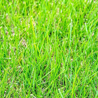 GENERIC Zoysia Grass Seeds-Zoysia Emerald Grass-1/8 lb