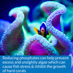 API Phosphate Test Kit For Freshwater And Saltwater