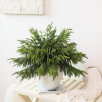 Juxdp 20 Pcs Real Touch Norfolk Pine Branches, Artificial Christmas Green Plants Branch Faux Greenery Stem Fake Pine Picks for Vase DIY Crafts Garland Wreath Xmas Indoor Outdoor Decor(18 Inches)