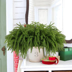 Rowfad 12 Pcs Artificial Norfolk Pine Branches, Norfolk Pine Artificial Pine Stems DIY Crafts Faux Christmas Greenary Norfolk Pine Branches for Xmas Wreath Garland Home Decor (12)