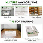 T3-R Sticky Large Rat & Mice Glue Traps | Mouse and Insect Glue Boards | Disposable Non-Toxic Glue Traps for Mice and Rats | Peanut Butter Scent Sticky Traps (36 Pack)