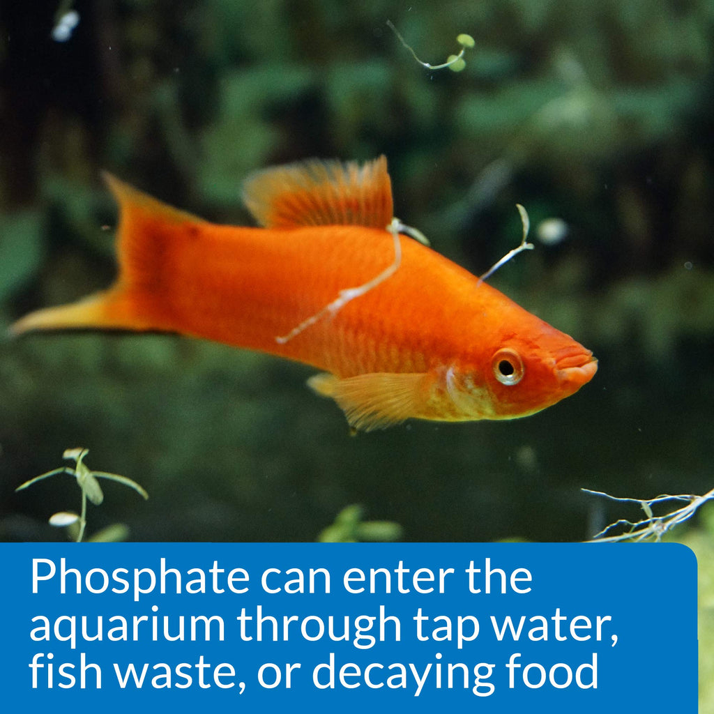 API Phosphate Test Kit For Freshwater And Saltwater