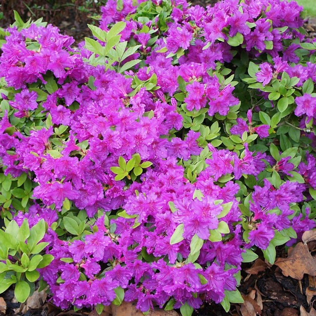 Azalea Japonica Orange |Colourful Evergreen Outdoor Garden Shrub Plant in 2L Pot