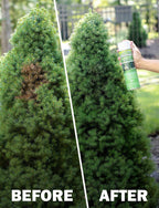 Seymour 20-602 Grass and Shrub Renew Spray Paint, Pristine Green (17 oz.)
