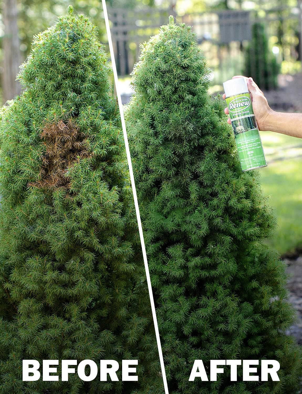 Seymour RENEW Grass and Shrub (Pristine). 1 - 20oz. Can.