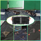 QUALIREY 24 x 11'' Anti Slip Rat Snake Rodent Sticky Pads Pet 5 Pack Mouse Glue Traps