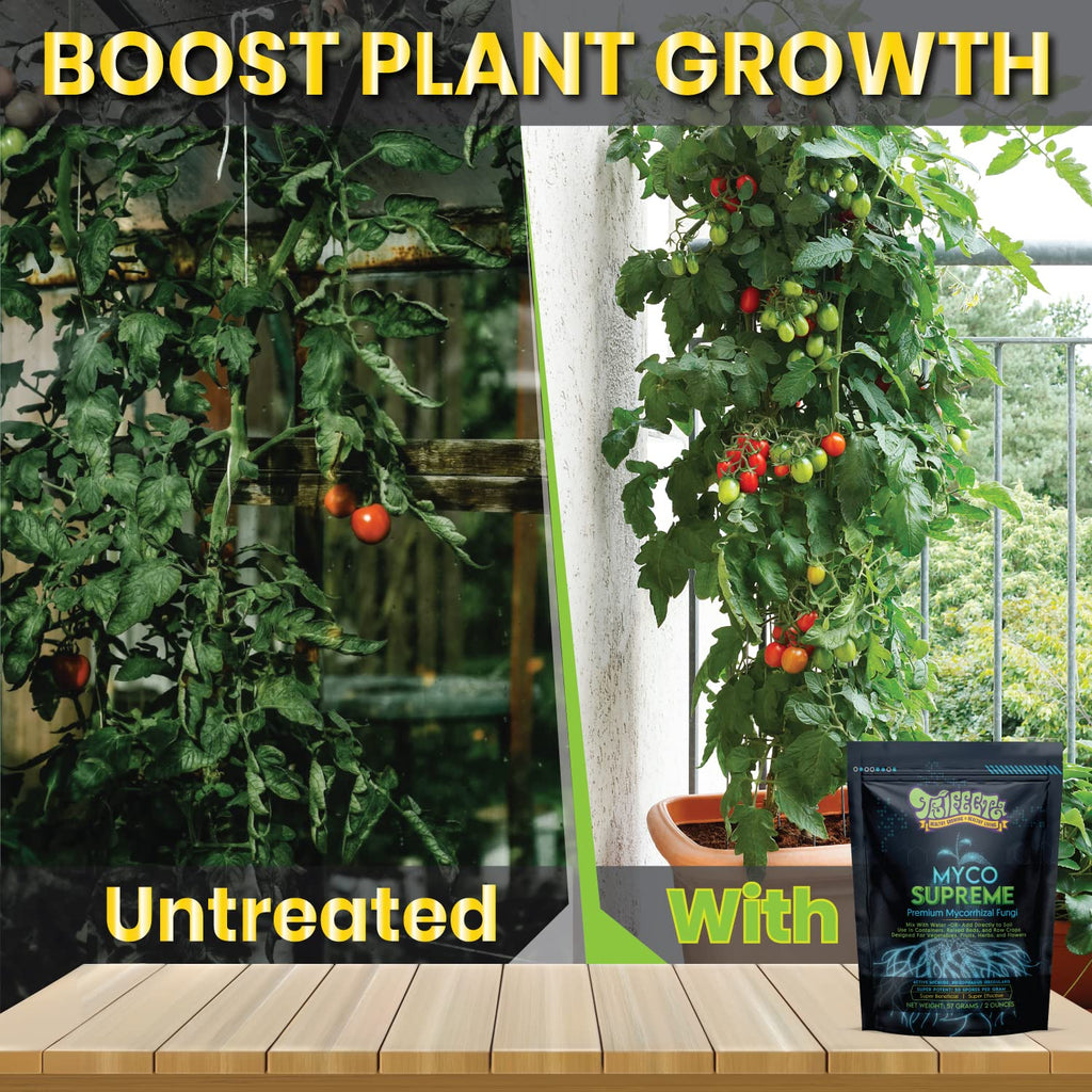 Mycorrhizal Fungi Root Enhancer for Plants - Bigger, Stronger, Healthier Roots, Use In Soil and Hydroponics - Super 20X Concentrated Mycorrhizae Inoculant Strain - Trifecta Myco Supreme (175 Grams / 6 OZ)