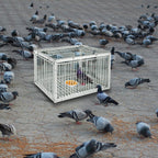 Pigeon Trap with Escape-Proof Design, Pigeon Cage with One-Way Entry, Ideal Pigeon Coop, Chicken and Bird Trap Cage, Portable & Easy Assembly, Unharmful Made of High-Strength Iron and Anti-Rust Paint