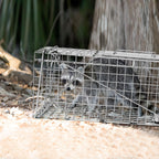 Qualirey 2 Pack 24'' Live Animal Trap Cage Cat Trap Cage Foldable Steel Humane Catch and Release Animal Trap for Groundhog Squirrel Raccoon Mole Gopher(Silver, 24.41 x 7.09 x 8.27 Inch)