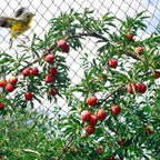 OGORI 25' x 25' Bird Netting Heavy Duty Nylon 3/4" Mesh Garden Netting Protect Fruit Trees, Plants and Vegetables