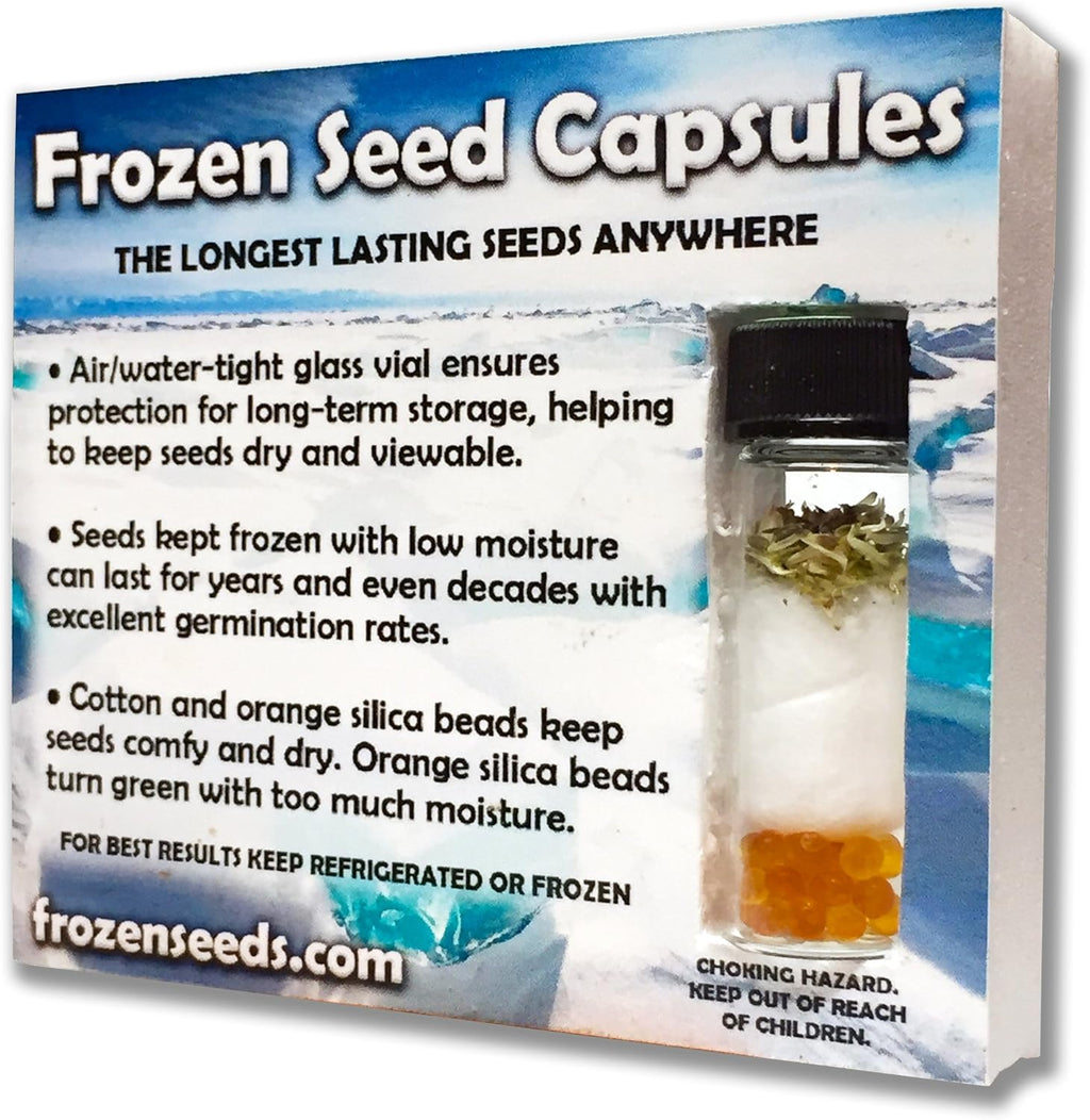 Greek Mountain Tea Seeds (Sideritis syriaca) Packet of 20 Seeds