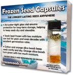 Greek Mountain Tea Seeds (Sideritis syriaca) Packet of 20 Seeds