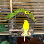 Window Bird Feeder with 4 Strong Suction Cups, DIY Clear Bird Feeder with Lawn on Top, Wild Bird House Window for Garden or Yard Decor, Elderly Kids Viewing,Bird Watching Gift
