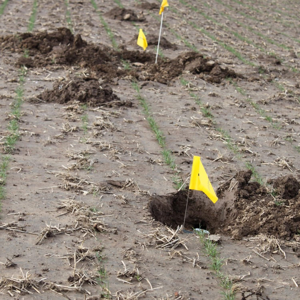 Cinch Mole Trap + Tunnel Marking Flags (Medium) - Precision-Engineered Mole Traps That Kill Best for Effective Mole Elimination in Lawns
