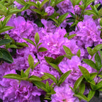 Azalea Japonica Orange |Colourful Evergreen Outdoor Garden Shrub Plant in 2L Pot