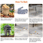 KOCASO Large Live Animal Trap Cage, Foldable Heavy Duty Humane Rat Trap for Indoor and Outdoor, Metal Mouse Trap for Squirrel Gopher Chipmunk Mice Raccoon, Easy to Catch and Release, 31"x11"x12"