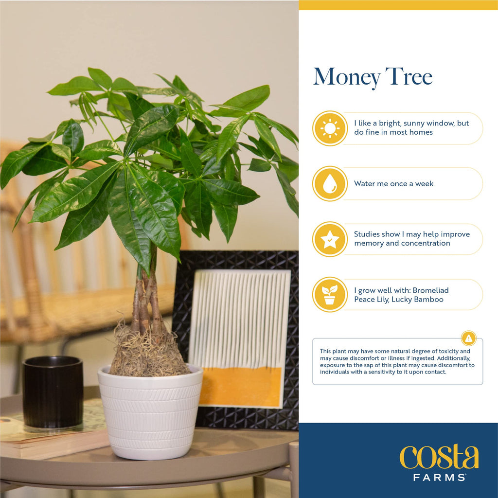 Costa Farms Money Tree Plant, Indoor Live Mini Bonsai, Easy Care Pachira in Modern Decor Planter, Potted in Potting Soil, Great Graduation Gift, Tabletop, Desk, Home Decor, 10-Inches Tall