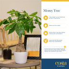 Costa Farms Money Tree Plant, Indoor Live Mini Bonsai, Easy Care Pachira in Modern Decor Planter, Potted in Potting Soil, Great Graduation Gift, Tabletop, Desk, Home Decor, 10-Inches Tall