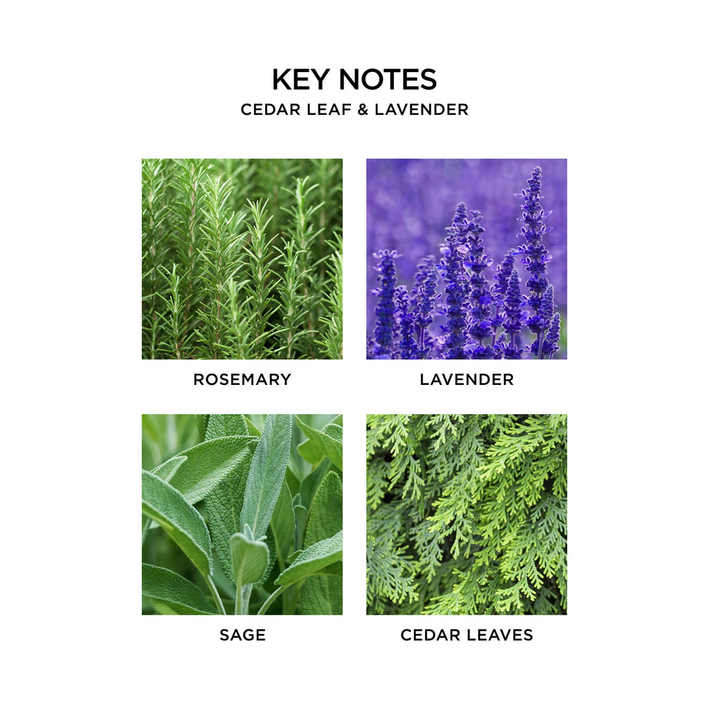 NEST New York Cedar Leaf & Lavender Liquid Hand Soap, 10 Fl Oz