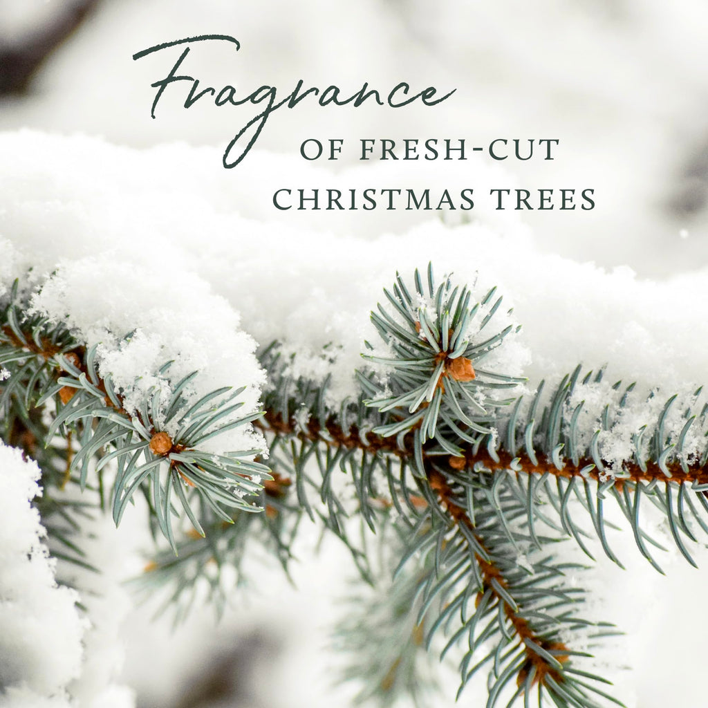 Thymes Frasier Fir Pine Needle Candle – Holiday Candles for Home Scented with Notes of Crisp Siberian Fir, Cedarwood & Sandalwood – Christmas Decor – Christmas Gifts for Women & Men (6.5 oz)