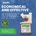 Agrisel GrassOut Max Weed Killer, Targets 50+ Grassy Weeds without Harming Desired Plants, Pet Safe, Large Area Treatment, Easy Application, 3-Pack of Disposable Gloves Included, 32 Ounces