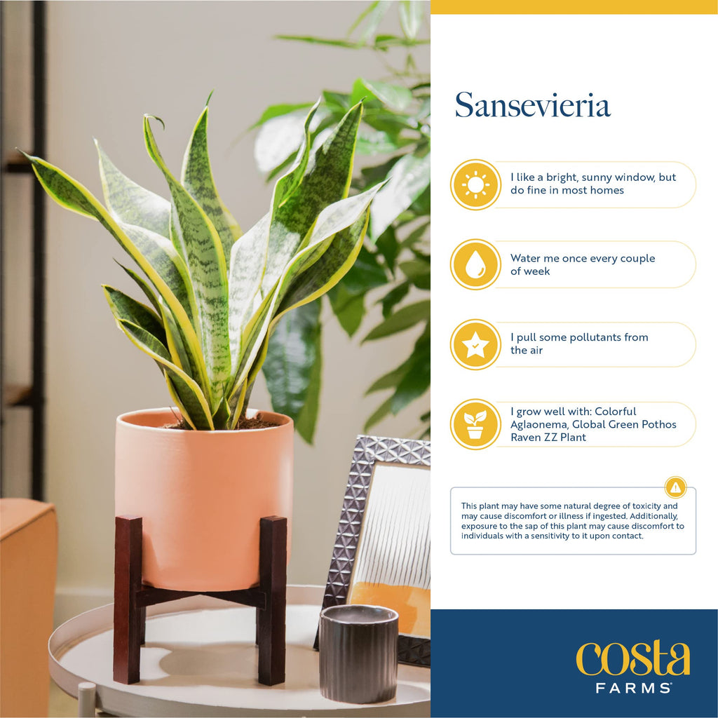 Costa Farms Snake Plant, Live Indoor and Outdoor Sansevieria Plant, Easy Care Tropical Houseplant Potted in Nursery Pot, Air Purifying Succulent Plant in Soil, Housewarming, Home Décor, 2-3 Feet Tall