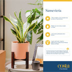 Costa Farms Snake Plant, Live Indoor and Outdoor Sansevieria Plant, Easy Care Tropical Houseplant Potted in Nursery Pot, Air Purifying Succulent Plant in Soil, Housewarming, Home Décor, 2-3 Feet Tall