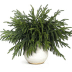 20 Pcs Christmas Norfolk Pine Branches -18" Real Touch Artificial Norfolk Pine Branch Faux Plants Stem Fake Greenery Pine Picks for Vase DIY Crafts Garland Wreath Home Indoor Outdoor Decoration