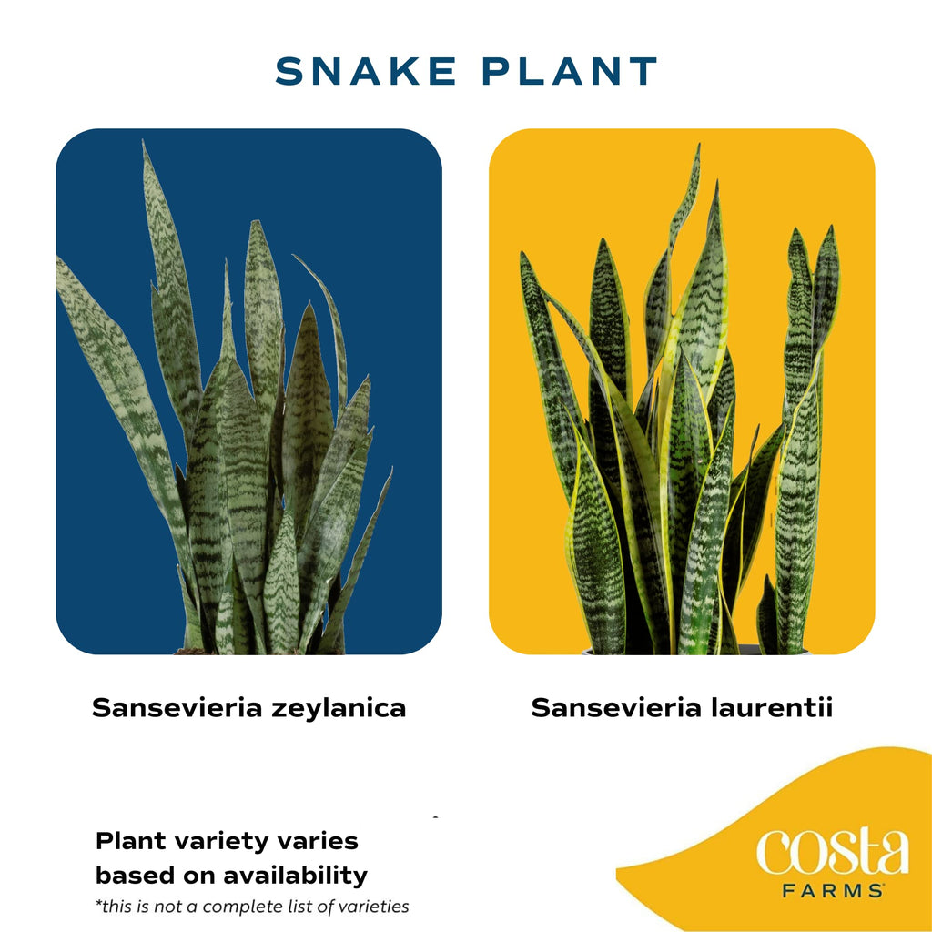 Costa Farms Snake Plant, Live Indoor and Outdoor Sansevieria Plant, Easy Care Tropical Houseplant Potted in Nursery Pot, Air Purifying Succulent Plant in Soil, Housewarming, Home Décor, 2-3 Feet Tall
