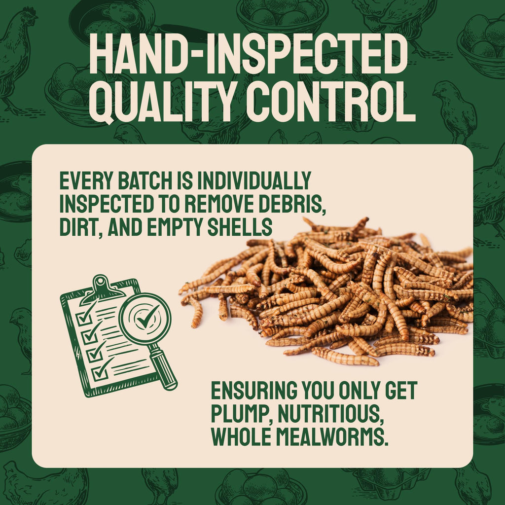 Hatortempt Bulk Dried Mealworms 10 lbs – Premium Non-GMO Dried Mealworms for Chickens – High Protein Organic Chicken Feed - Meal Worms for Birds & Chicken Treats for Laying Hens