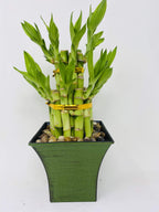 Jmbamboo - 2 Tier Lucky Bamboo - 6" & 4" Lucky Bamboos in 2 Tiers - Feng Shui - With 5'' Vase Color Moss Green