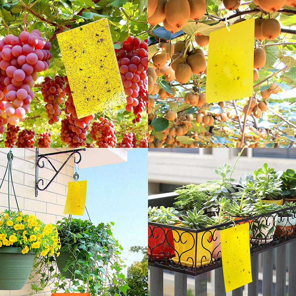 Kensizer 50-Pack Fruit Fly Trap, Yellow Sticky Gnat Traps Killer for Indoor/Outdoor Flying Plant Insect Like Fungus Gnats, Whiteflies, Aphids, Leaf Miners - 6x8 in, Twist Ties Included