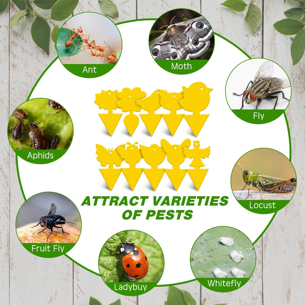 Qualirey 200 Pcs Fruit Fly Traps Fungus Gnat Killer Bug Mosquito Trap Fruit Fly Killer Double Side Sticky Traps Plant Trap Insect Catcher Killer for Indoor Outdoor House Kitchen (Yellow,Exquisite)