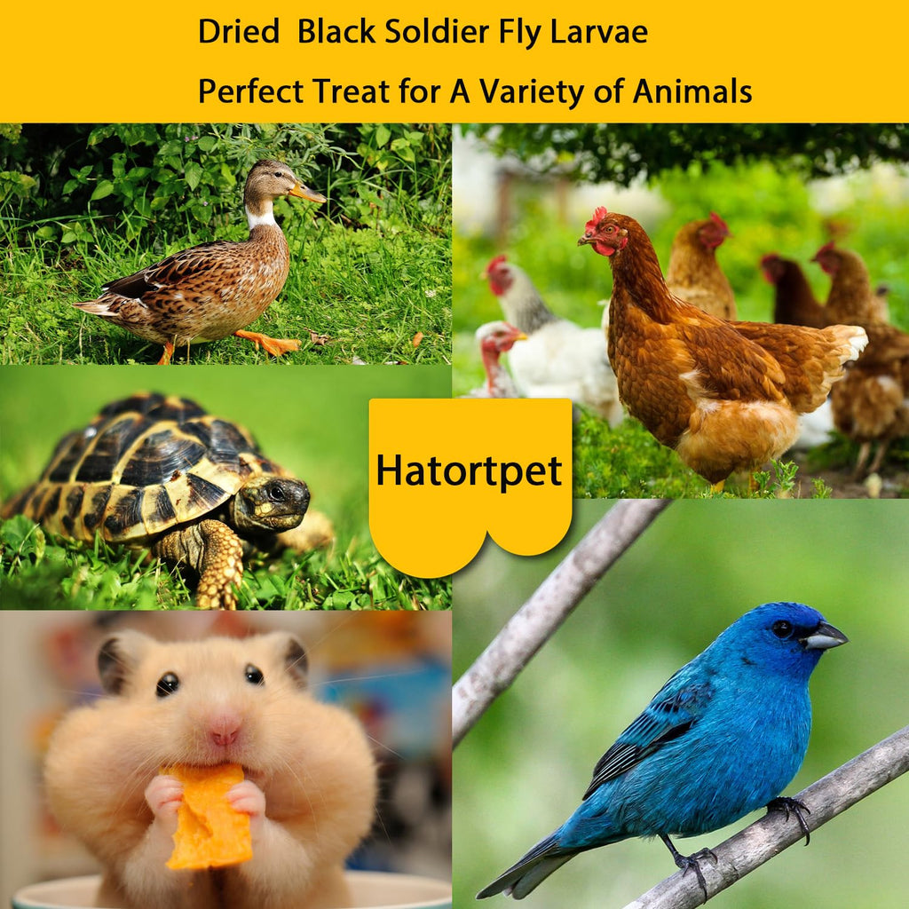 hatortpet Dried Black Soldier Fly Larvae 10LB-Pure Natural Non-GMO BSF Larvae for Chickens-More Calcium Than Mealworms High-Protein Chickens Treats for Layer Hens Wild Birds Ducks