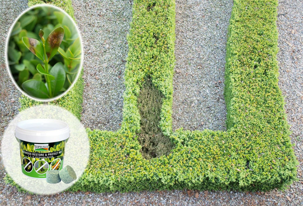 TOPBUXUS Boxwood Restore & Protect Mix 40 Tablets for 4,000ft2