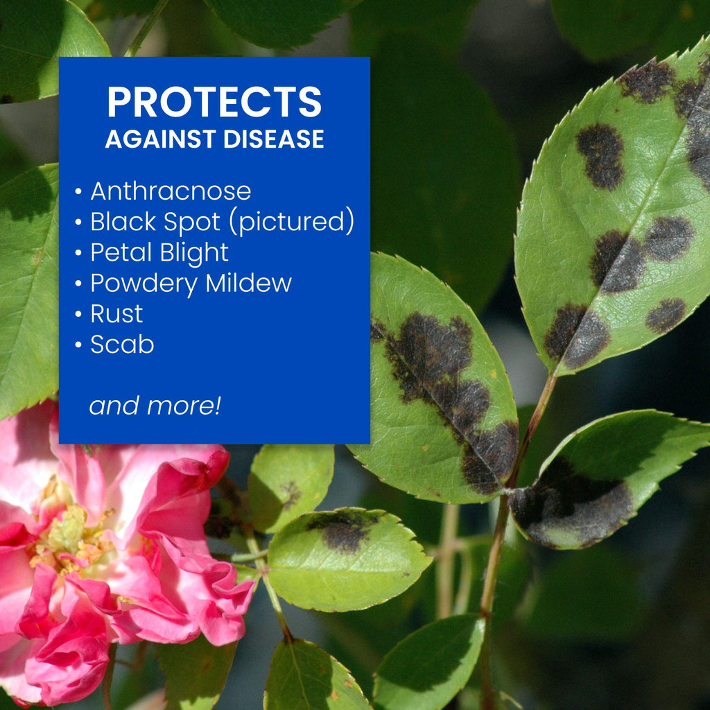 BioAdvanced 3-In-1 Insect, Disease and Mite Control, Concentrate, 32 oz