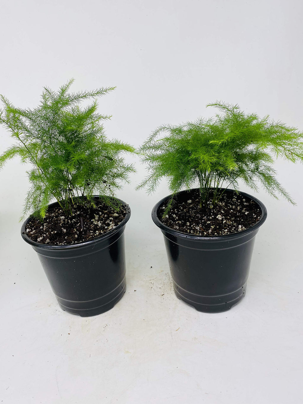 Two Fern Leaf Plumosus Asparagus Fern 4.5" Unique Design Pot - Easy to Grow - Great Houseplant from Jm Bamboo