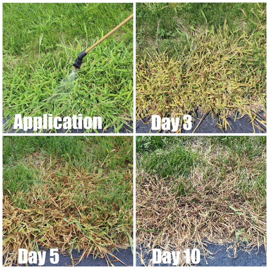 Quinclorac 1.5 L -(1/2 gal.) Compare to Drive XLR8- Kills Crabgrass