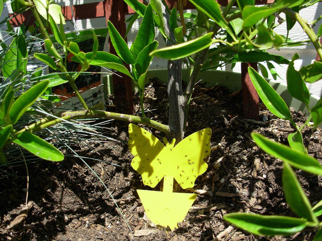 21C 21 Century Solutions Yellow Dual Sticky Fly Traps 10-Pack for Gnat Whiteflies Fungus Gnats Flying Insects - Houseplant Disposable Glue Trappers Save a Garden Butterfly Shape